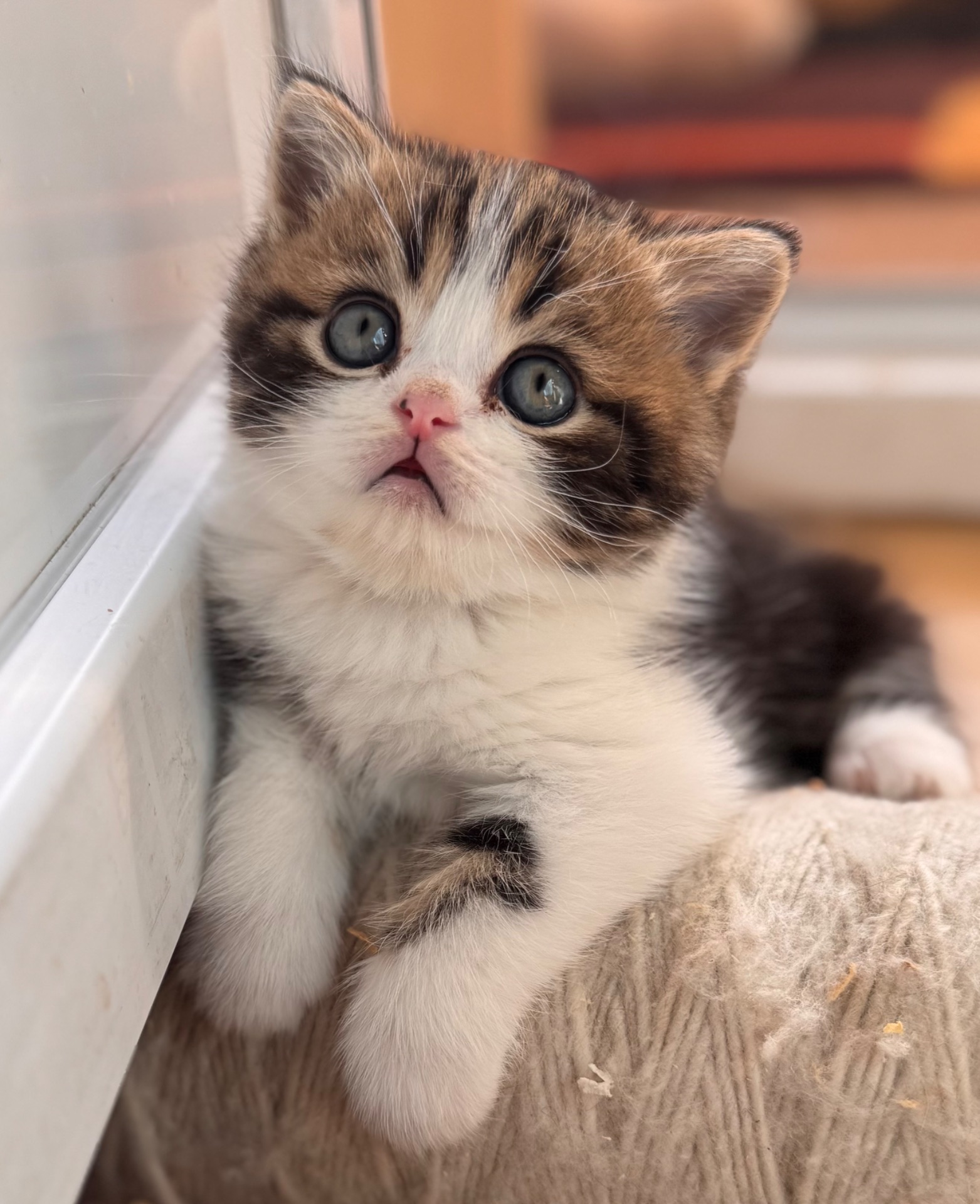 Дуже милі шотландські кошенята