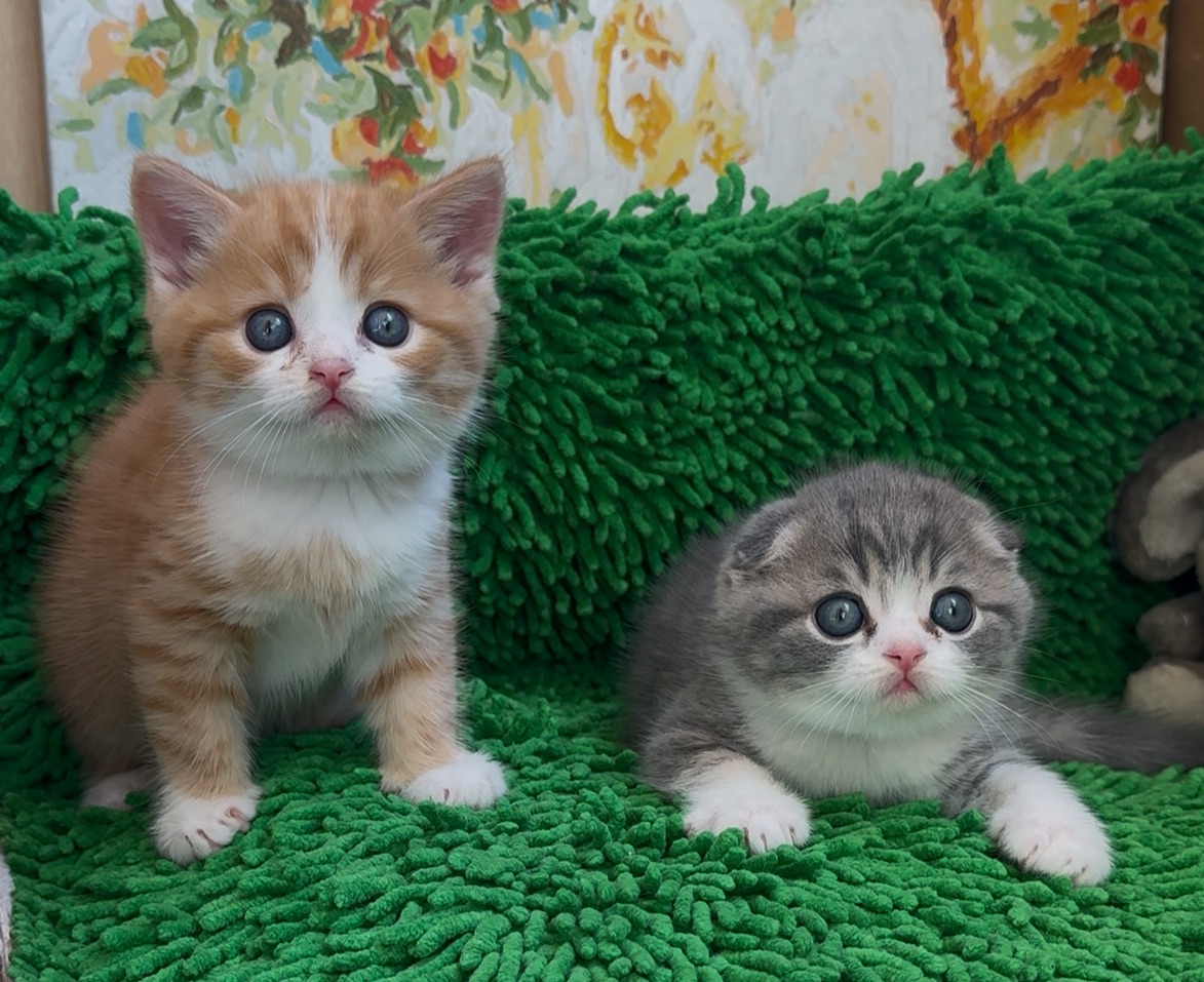 Дуже милі шотландські кошенята