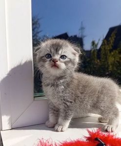 Кошеня котенок дівчинка скотиш фолд