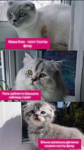 Кошеня котенок дівчинка скотиш фолд