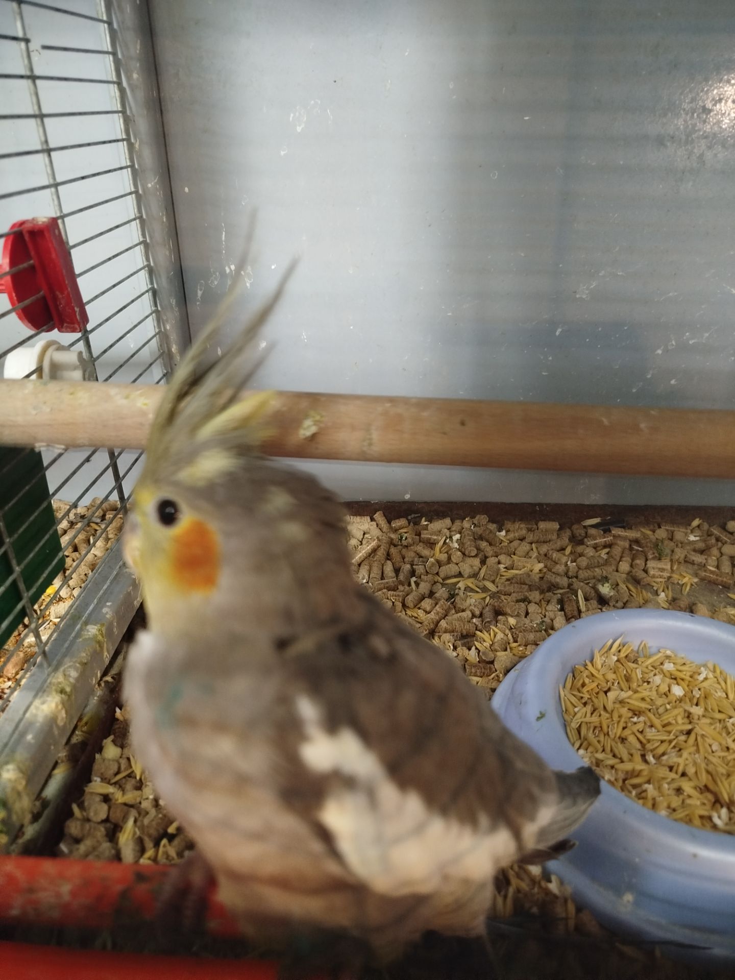Продам викормишів корелл!!