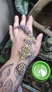 Леопардовый геккон эублефар самцы