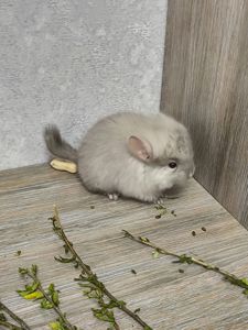 Домашні шиншилята