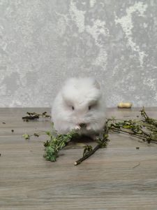Домашні шиншилята