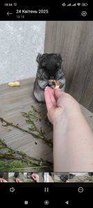 Домашні шиншилята