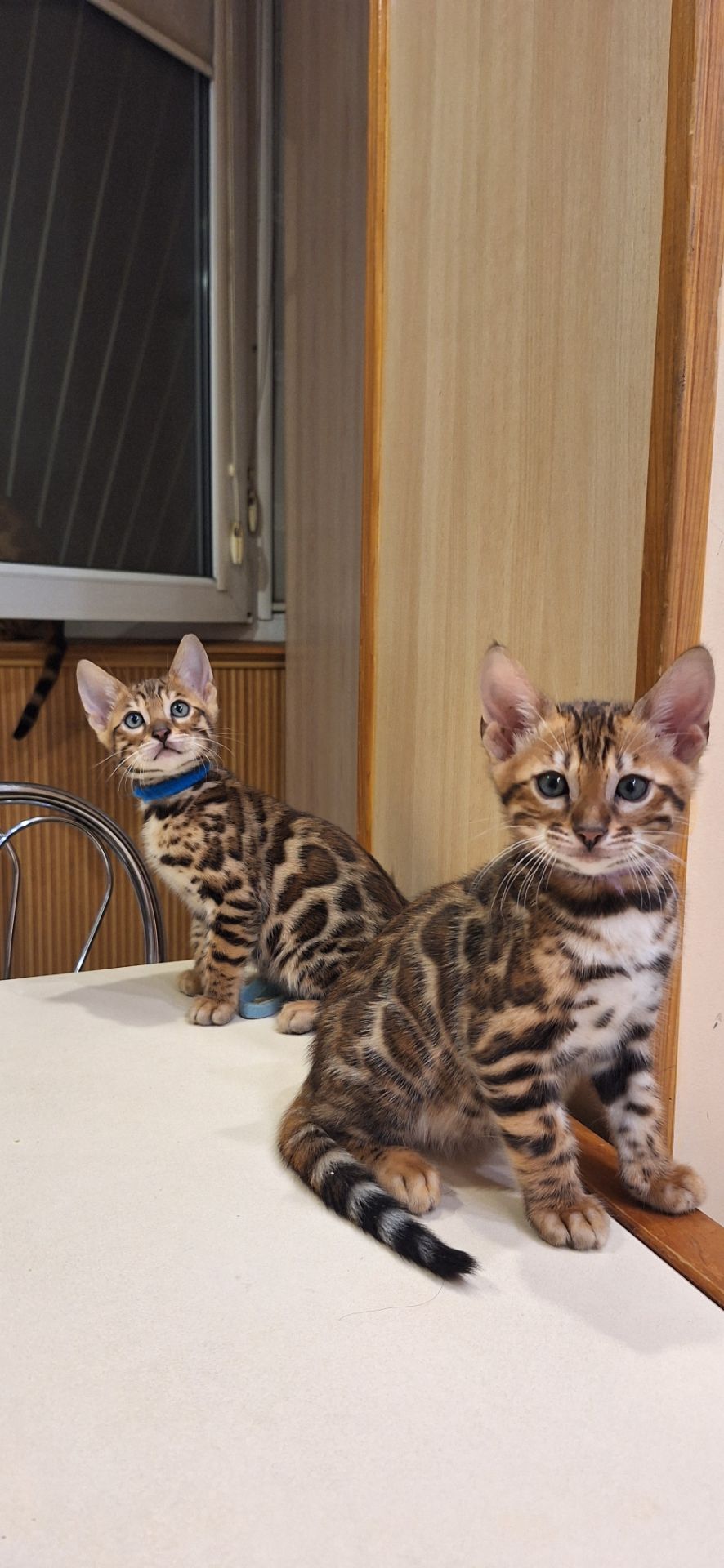 Кошеня бенгал
