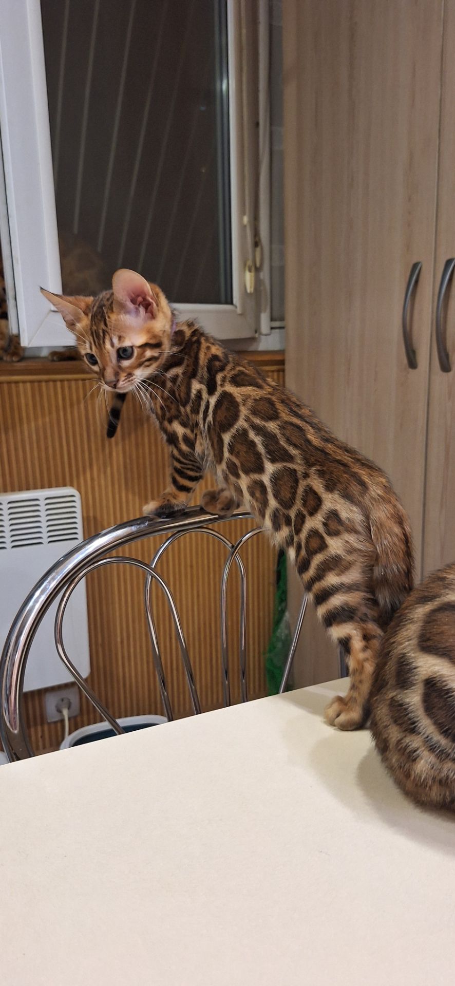Кошеня бенгал