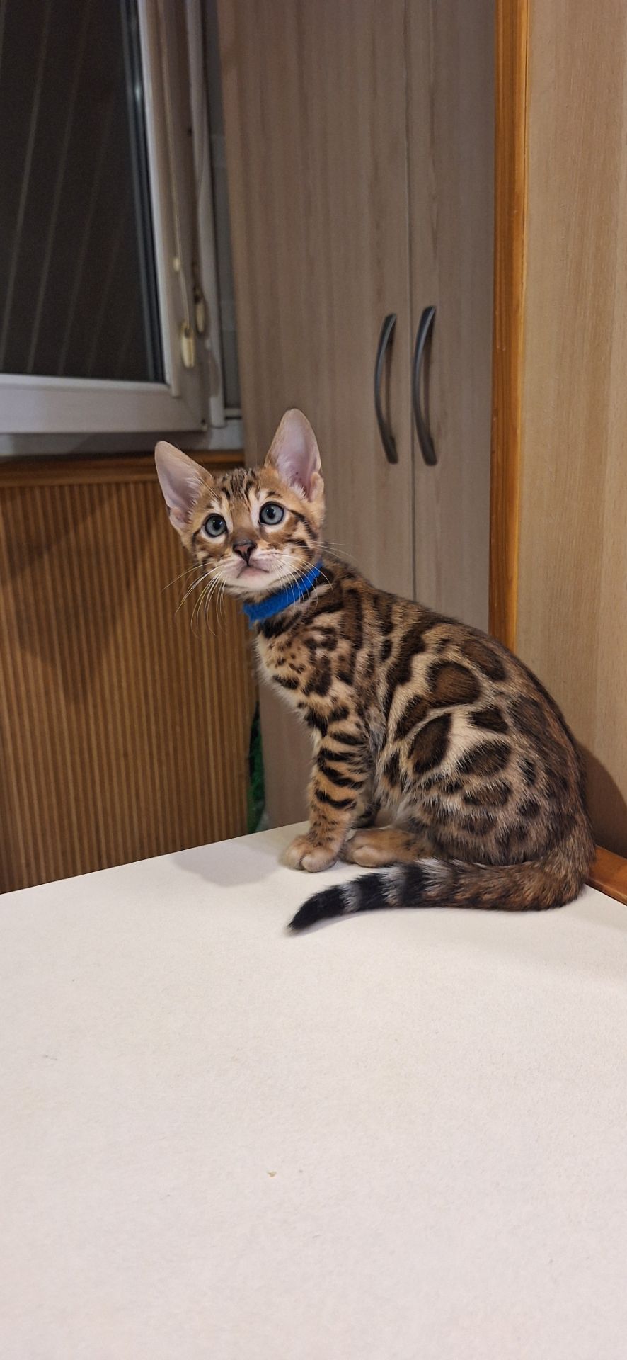 Кошеня бенгал