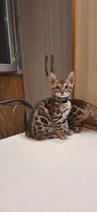 Кошеня бенгал