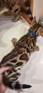 Кошеня бенгал