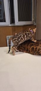 Кошеня бенгал
