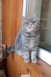 Кошеня шотландське.Лиловий хлопчик