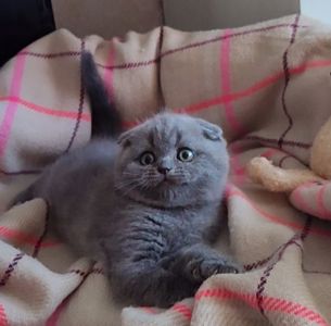 Scottish fold дівчинка красуня