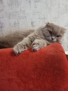Шотланские котята
