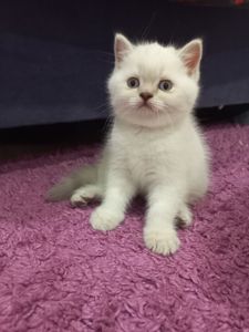 Шотланские котята