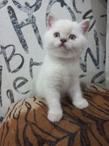 Шотланские котята