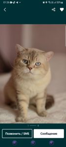 Шотланские котята