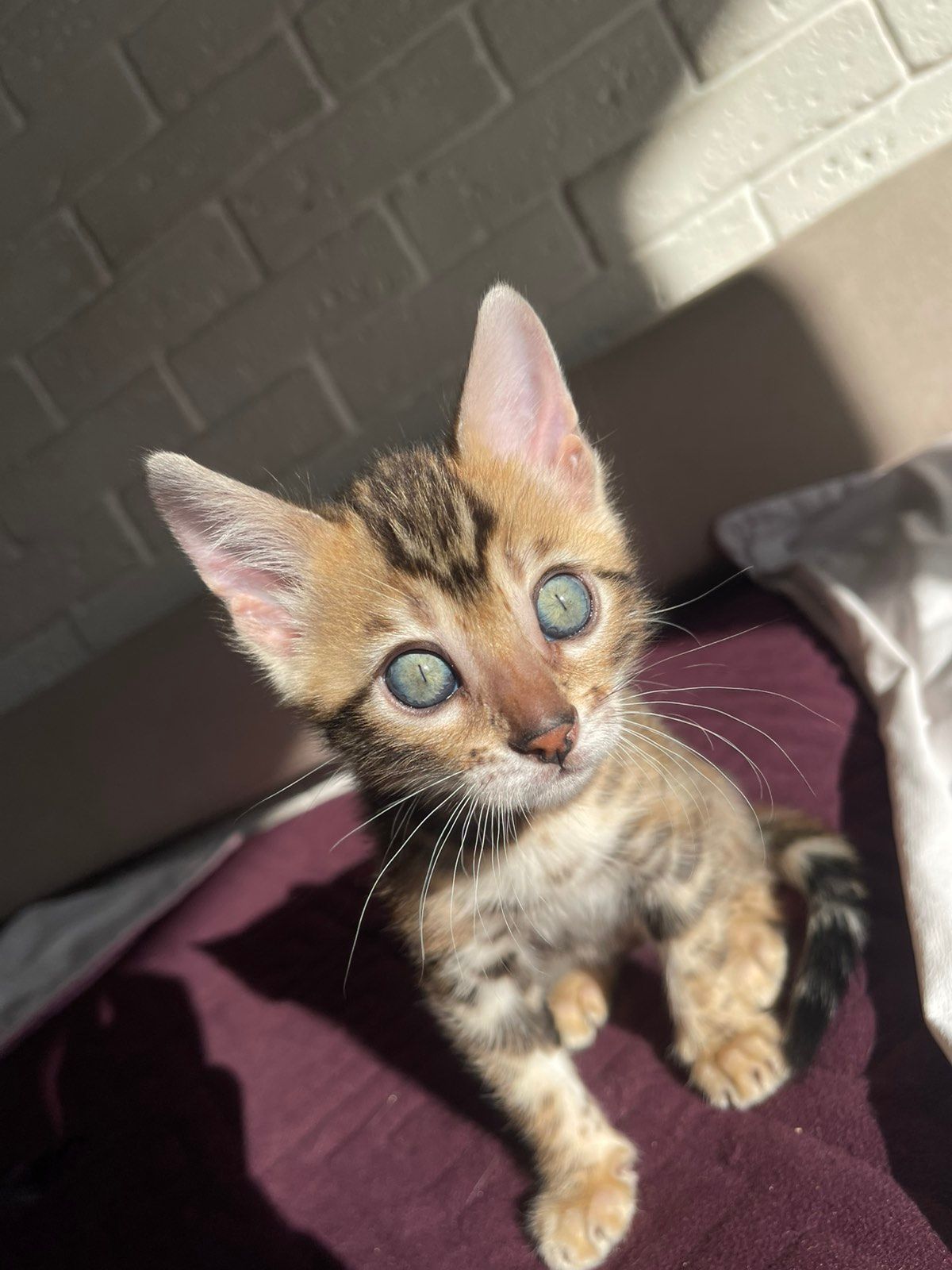 Бенгальский котенок