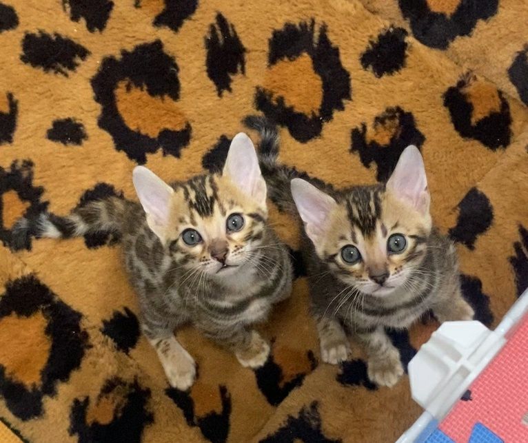 Бенгальский котенок