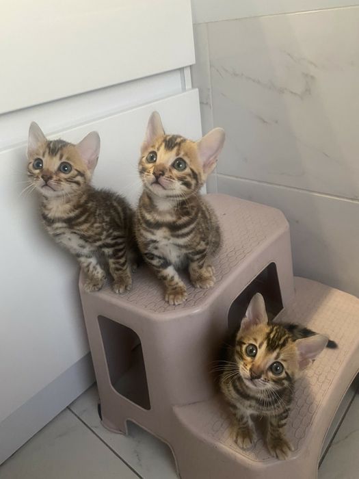 Бенгальский котенок