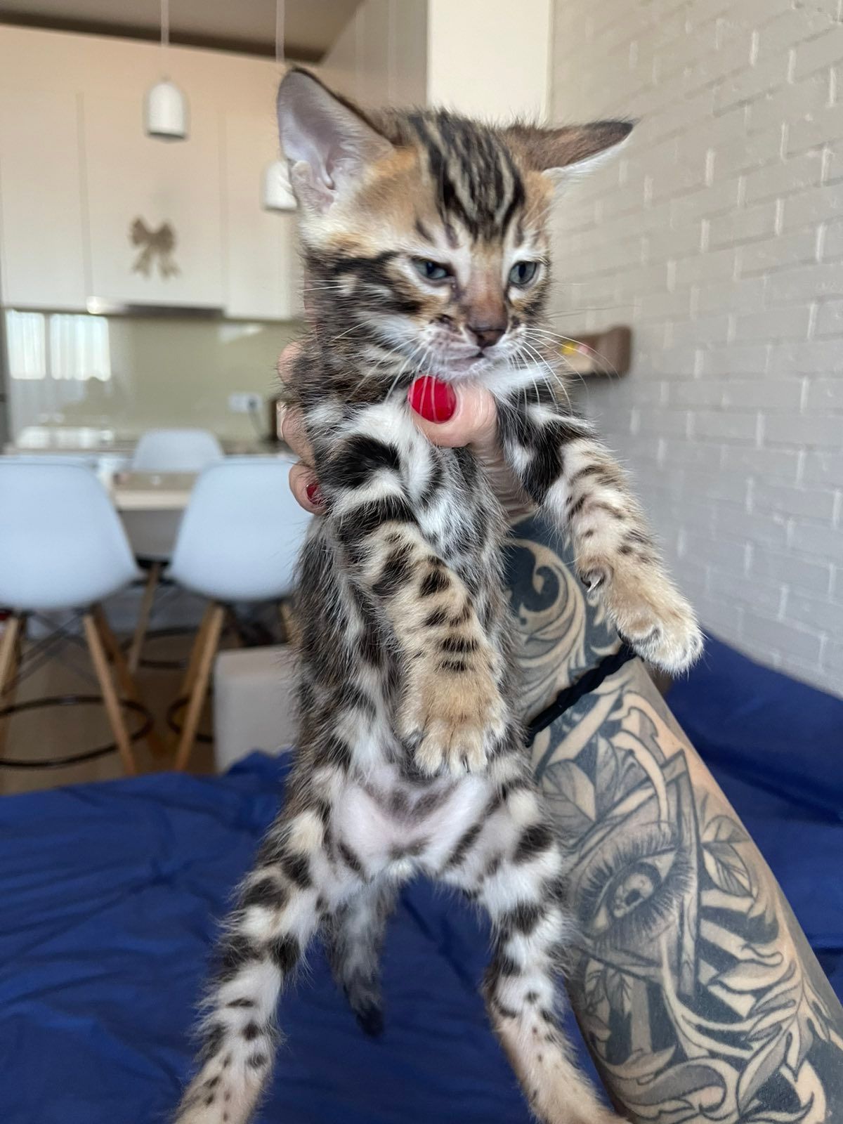 Бенгальский котенок