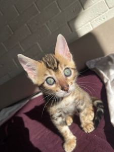 Бенгальский котенок