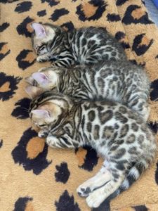 Бенгальский котенок