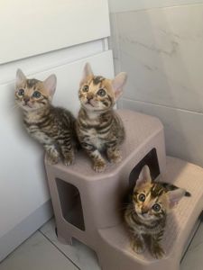 Бенгальский котенок