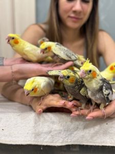 Ручные кореллы выкормыши