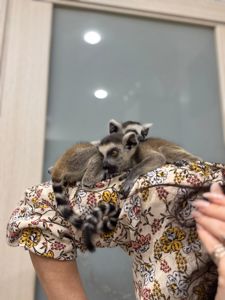 Кошачий лемур. Мальчик