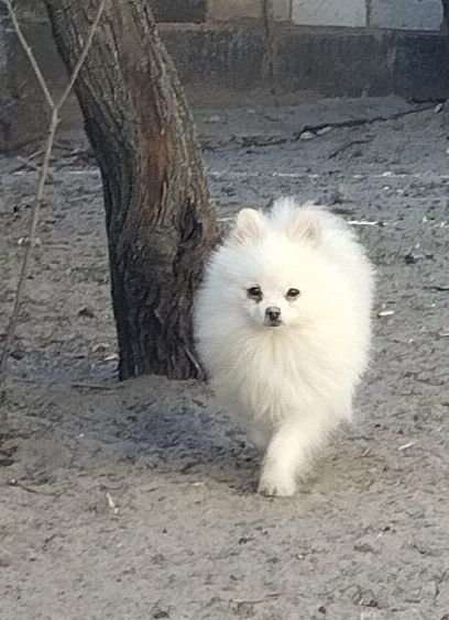 Померанский шпиц мальчик мини