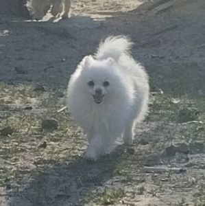 Померанский шпиц мальчик мини
