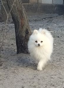 Померанский шпиц мальчик мини