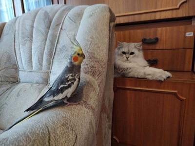 Корелла папуга молодий, здоровий, співіж