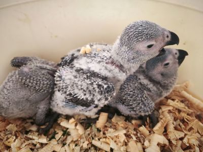 Ручные птенцы алохвостого жако