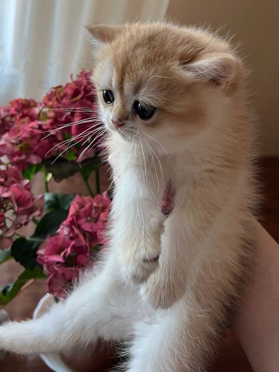 Британська золота шиншила