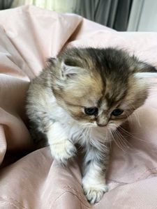Британська золота шиншила
