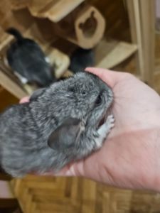Шиншила