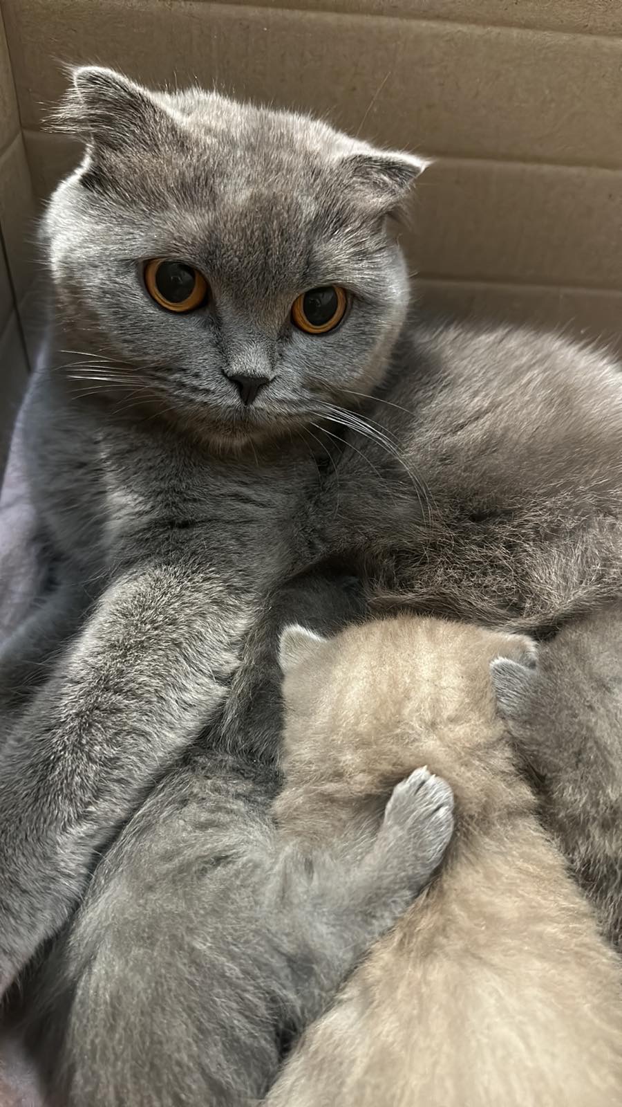 Кошенята Шотландські весловушки