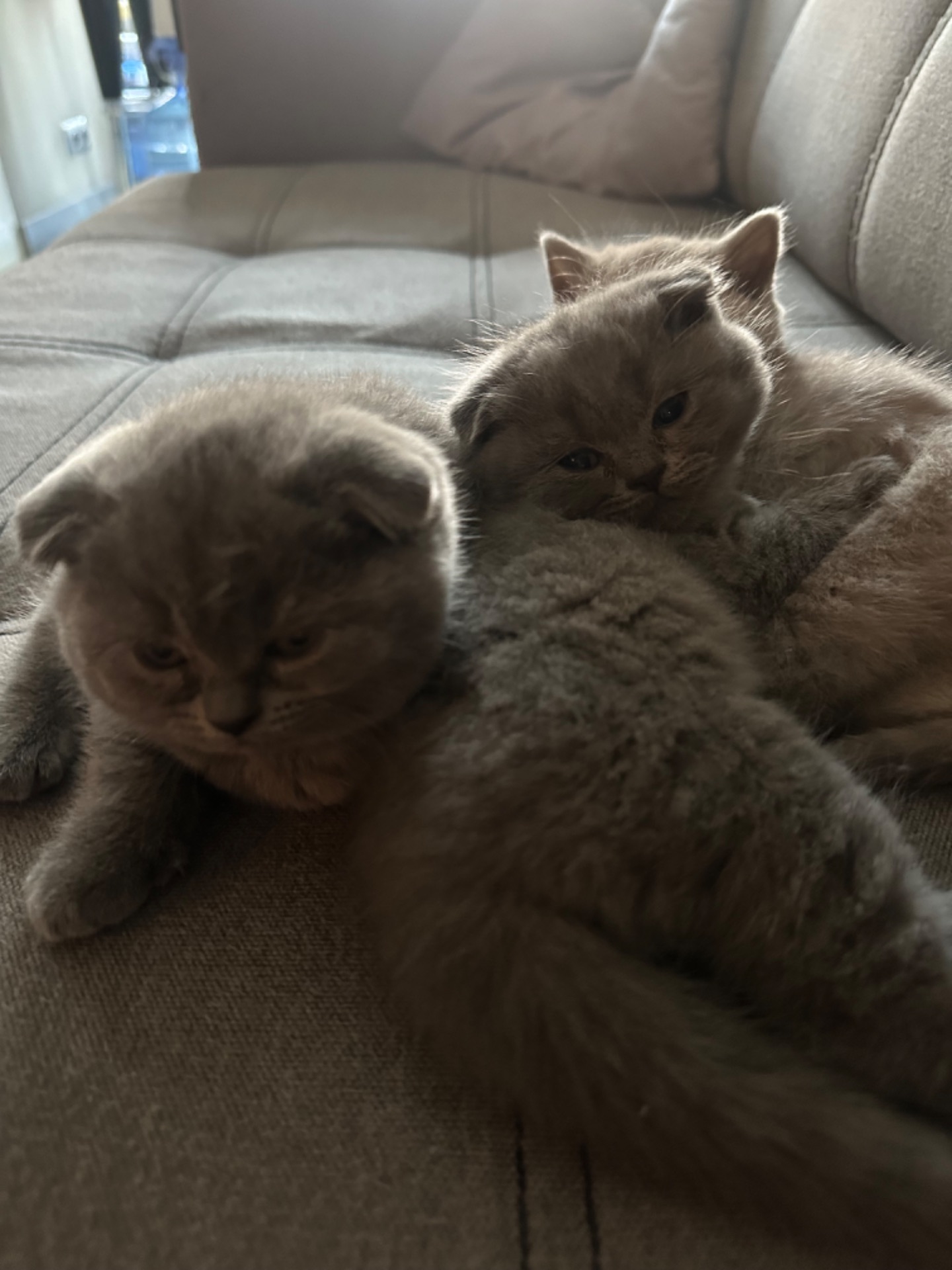 Кошенята Шотландські весловушки
