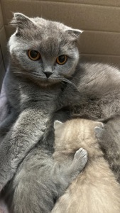 Кошенята Шотландські весловушки