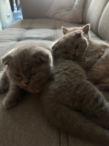 Кошенята Шотландські весловушки