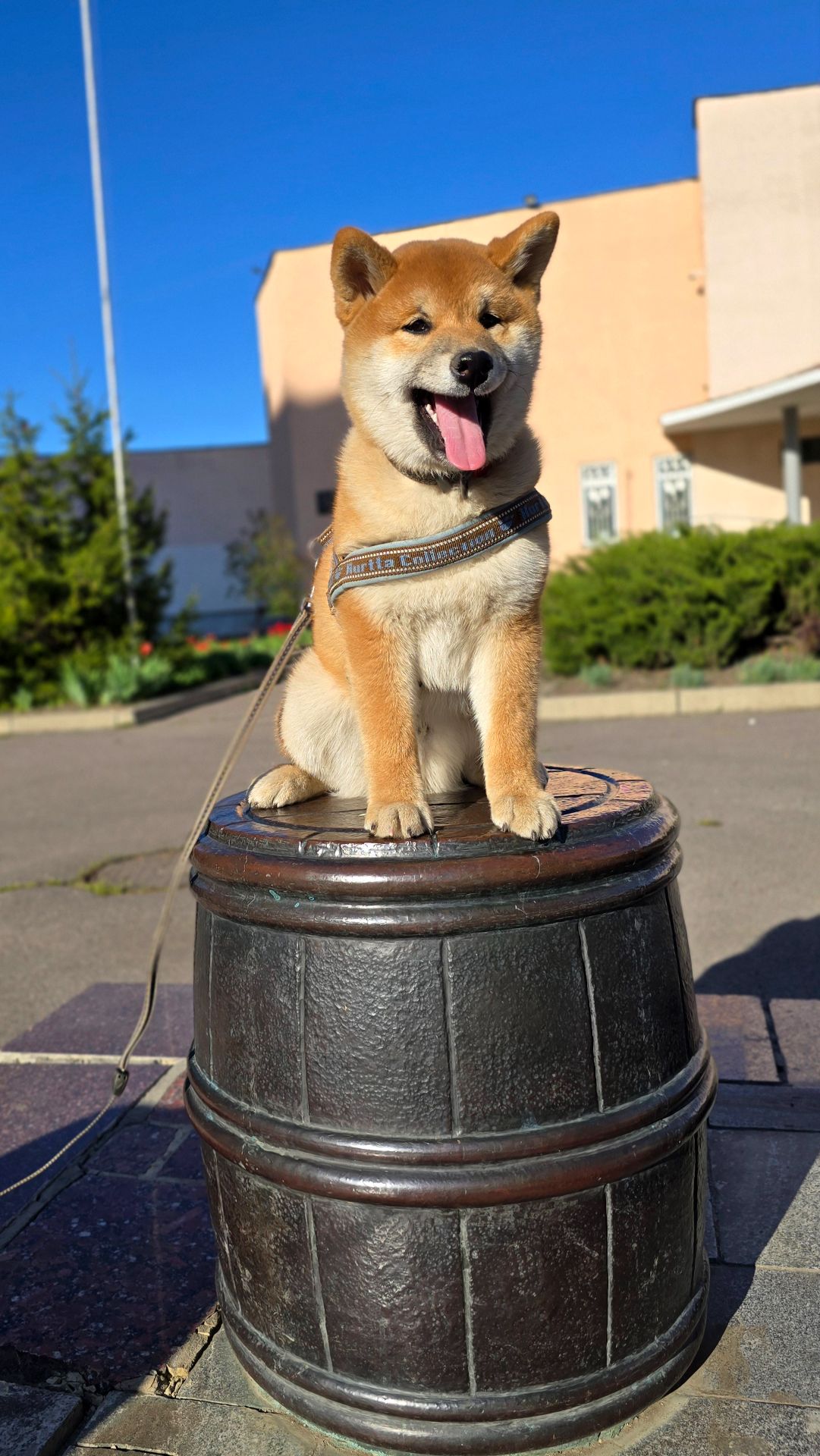 Цуценя шибаіну, хлопчик