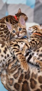 Кошеня бенгал