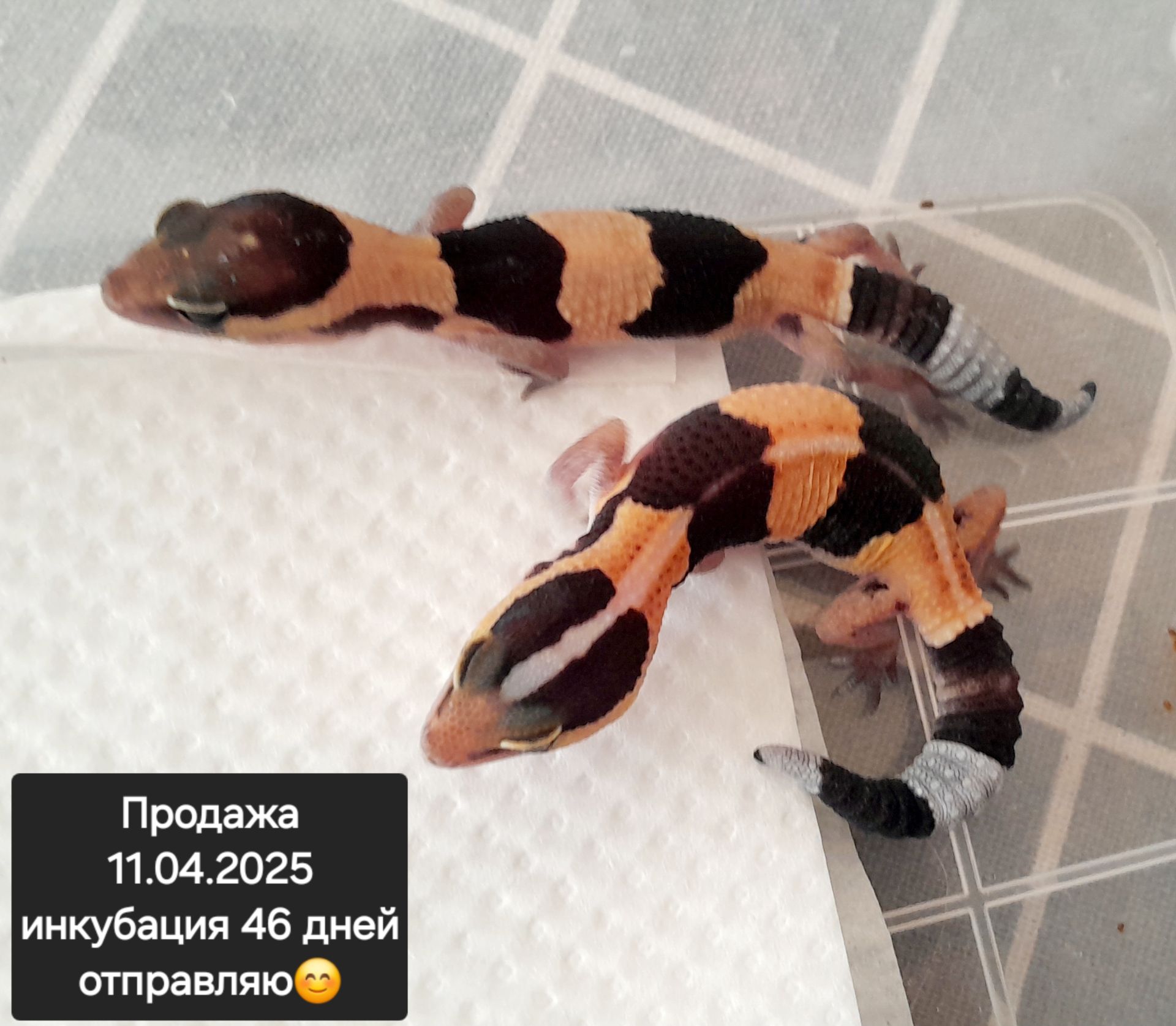 Гемітеконікс