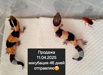 Гемітеконікс