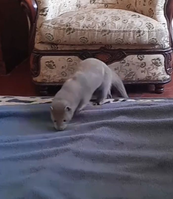 Норка