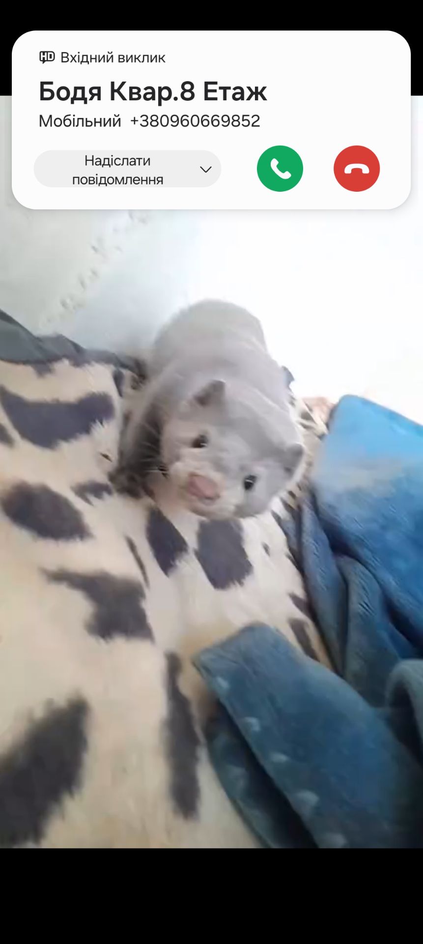 Норка