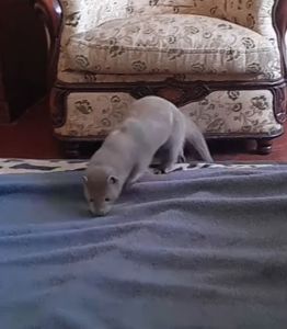 Норка