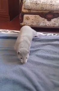 Норка